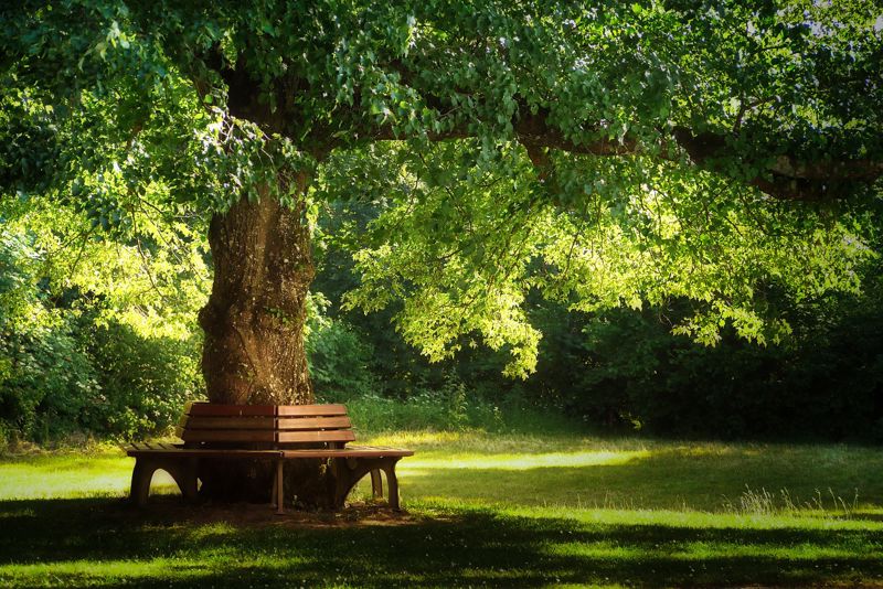 Photograph of a park tree and park chairs.