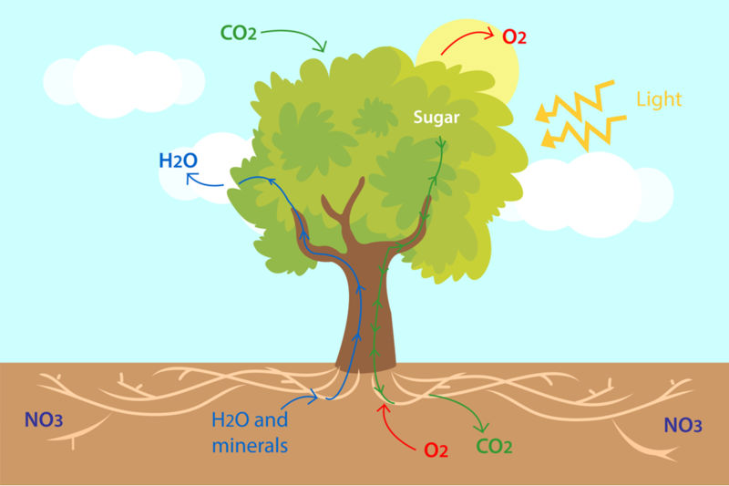 Illustration of tree photosynthesis. A tree collects water (H2O) and various minerals from the ground with its roots. The tree also collects carbon dioxide (CO2) from the air and light from the sun with its leaves. In photosynthesis, the plant leaves convert these into sugar and oxygen. The sugar is stored in the plant, and oxygen is released into the air.