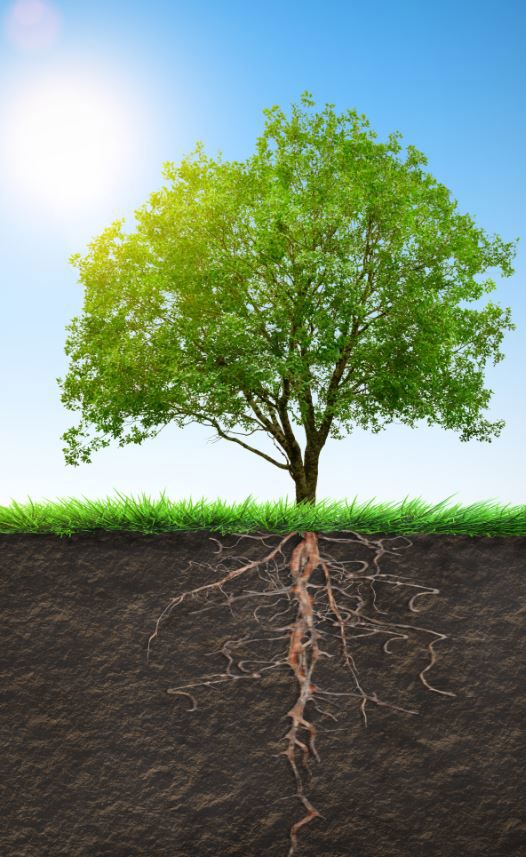 Illustration of a tree and its roots growing underground.