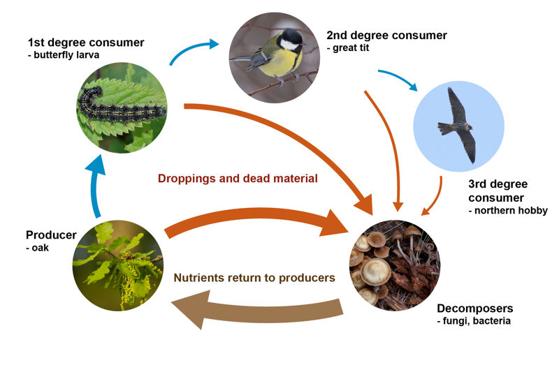 Illustration of a simple food chain. Trees, such as the oak, are producers. They are the food of first degree consumers, such as butterfly larvae. They, in turn, are food to 2nd degree consumers, such as the great tit, which itself are food for 3rd degree consumers, such as a northern hobby hawk. When any of these organisms die or leave droppings, decomposers such as fungi and bacteria break them down and return their nutrients back to producers.