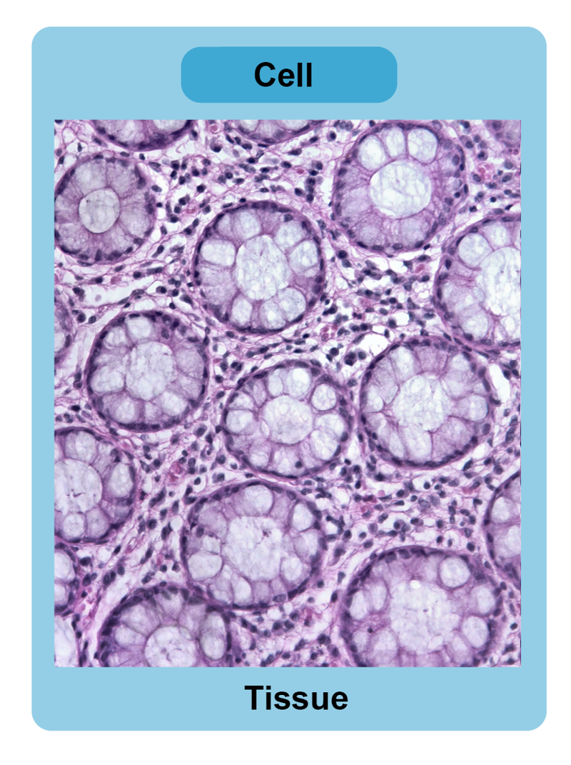 Illustration showing how cells form tissues using a microscopic image of tissue.