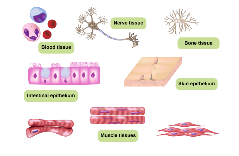 Illustration of different tissue types found in the human body: blood tissue, nerve tissue, bone tissue, skin epithelium. intestinal epithelium, and muscle tissues.