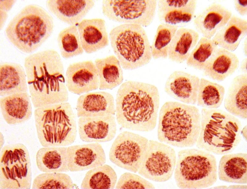 Microscopic image of human cells undergoing cell division.