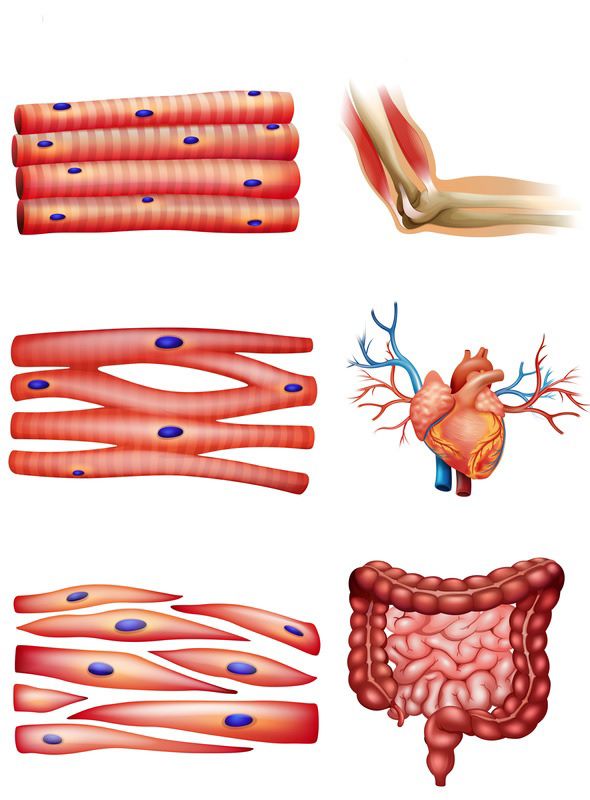 Illustration of the three types of muscle tissue: skeletal muscle (striated muscle, for example arm muscles), cardiac muscle (found in the heart) and smooth muscle (for example in the intestines).