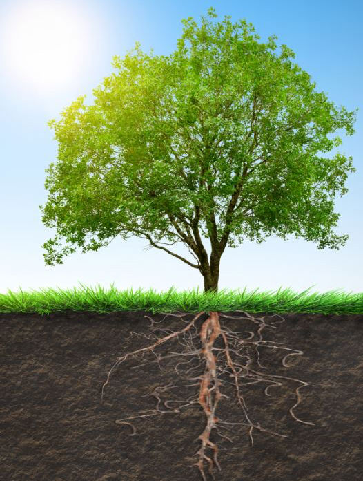 Illustration of a tree and its roots growing underground.