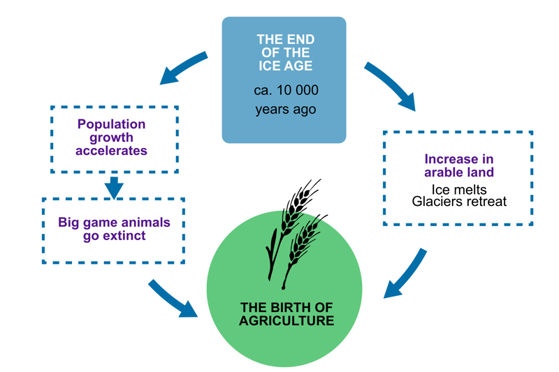 A diagram of the preconditions for the birth of agriculture. The end of the ice age circa 10 000 years ago led to population growth and increase in arable land due to melting glaciers. As a result of population growth, many important big game animals began to go extinct due to overhunting. As a result of all these factors, the birth of agriculture became possible.