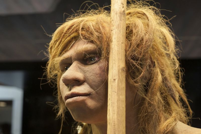 A photograph of a reconstruction of a Neanderthal man.