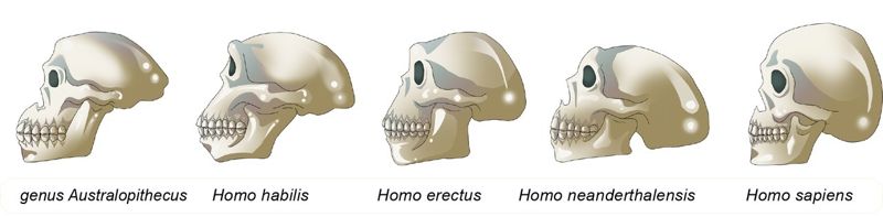 Skulls of different human species and ancestors: genus Australopithecus, Homo habilis, Homo erectus, Homo neanderthalensis and Homo sapiens.