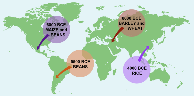 A map showing the origins of different food crops and when they were first cultivated by humans. In the Middle East, humans began farming barley and wheat around 8000 BCE. In North America, people began growing maize and beans around 6000 BCE. The cultivation of beans began in South America around 5500 BCE. In Asia, rice cultivation began around 4000 BCE.