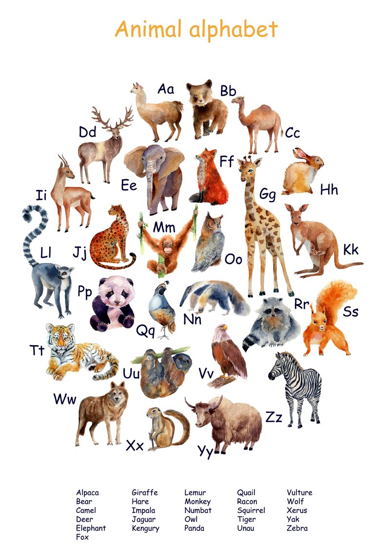 English alphabet with wild animals.
A for alpaca, B for Bear, C for Camel, D for Deer, E for Elephant, F for Fox, G for Giraffe, H for Hare, I for Impala, J for Jaguar, K for Kangaroo, L for Lemur, M for Monkey, N for Numbat, O for Owl, P for Panda, Q for Quail, R for Raccoon, S for Squirrel, T for Tiger, U for Unau, V for Vulture, W for Wolf, X for Xerus, Y for Yak, Z for Zebra.