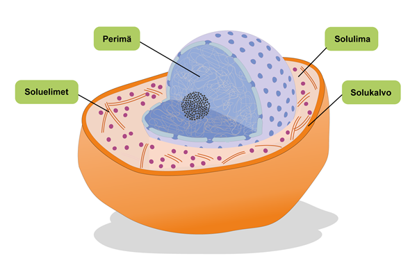 Kaikki eliöt koostuvat soluista – Opiq