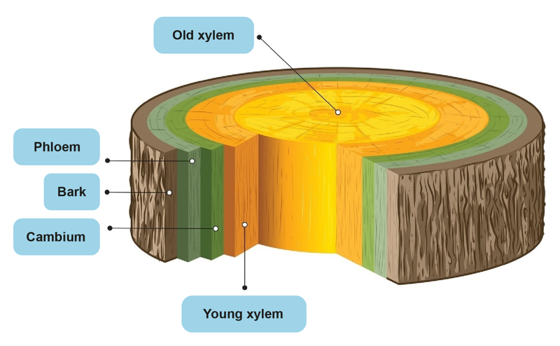 Illustration of the structure of a tree trunk. The innermost part of the trunk consists of old xylem. It is surrounded by younger xylem, which is covered by cambium, phloem and bark.