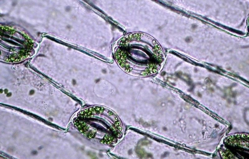 Microscopic image of a plant leaf, showing stomatal guard cells.