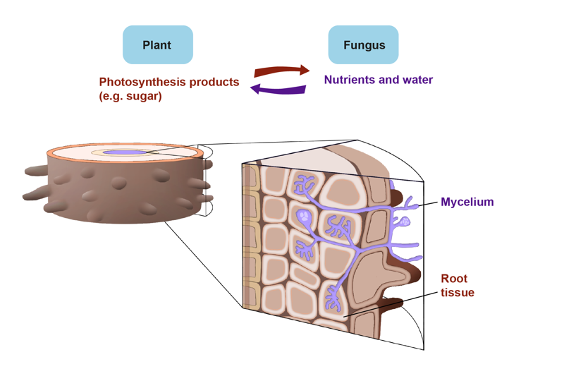 Illustration of mycorrhiza structure. The mycorrhiza is a mutualistic organ that connects a plant and a fungus by linking the fungal mycelium network with the plant's root tissue. The plant nutrients and water from the fungus, while the fungus receives sugar from the plant.