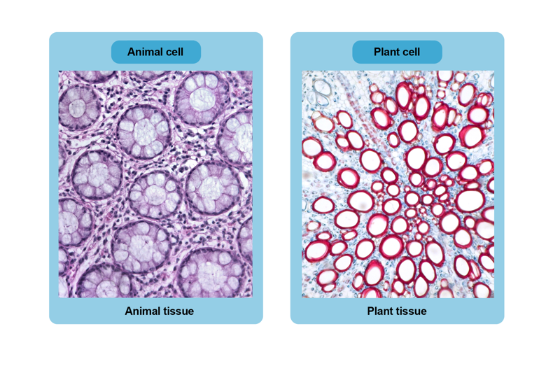Microscopic image of an animal cell and animal tissue and a plant cell and plant tissue.