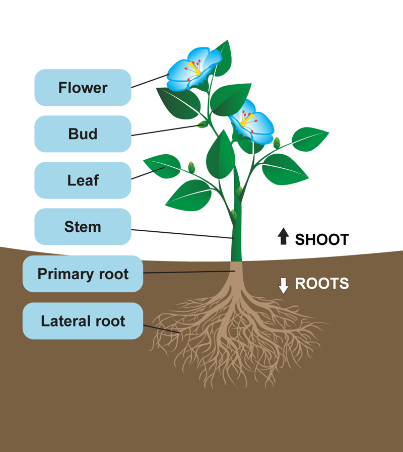 The basic structure of a plant, with different parts (flower, bud, leaf, stem and roots) highlighted.