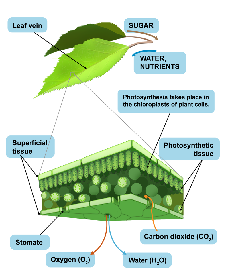 Illustration of the structure of a plant leaf. The chloroplasts of the plant cell are where photosynthesis takes place. They are located in photosynthetic tissue, covered by superficial tissue. The gas and water exchange of the plant leaf occurs through stomata. The leaves receive water and nutrients from the rest of the plant, while the sugar produced in photosynthesis is transferred away from the leaves.