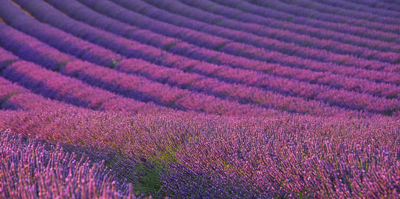 Photograph of purple lavender plants growing in a field.