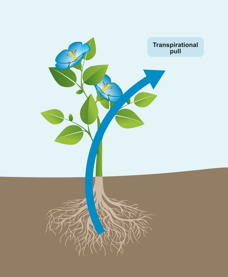 An illustration of a flower with the direction transpirational pull (from the roots towards the leaves) marked with an arrow.