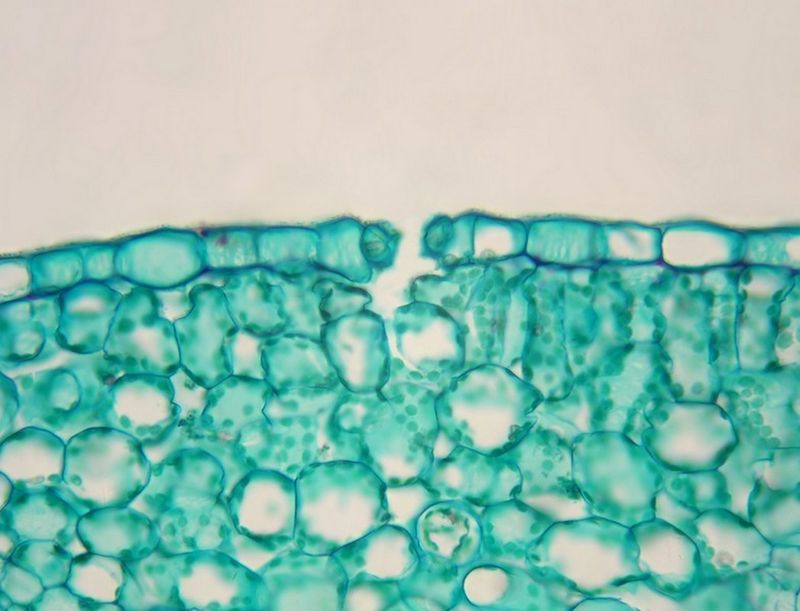 Microscopic image of the surface cells of a plant.