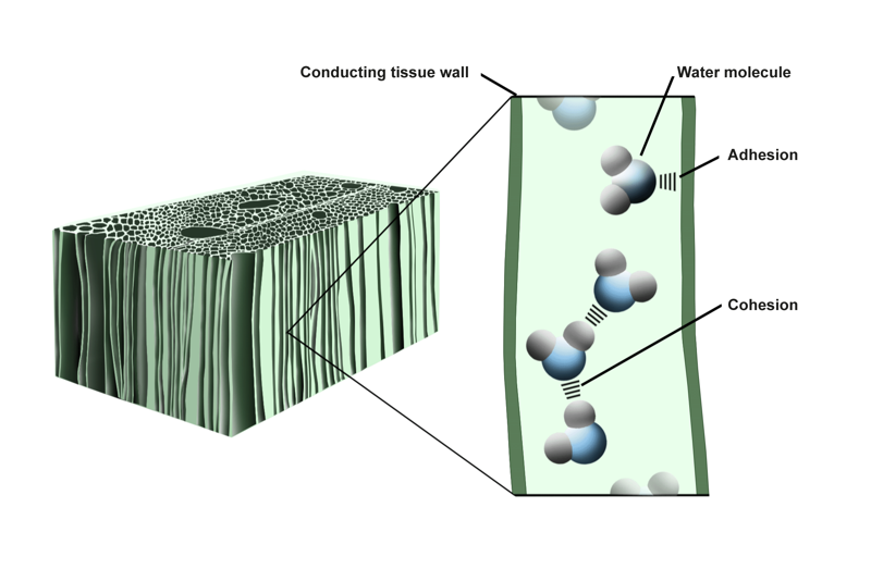 Illustration of cohesion in the vascular or conducting tissue of a plant. The water molecules adhere to the walls of the tissue and cohede with each other.