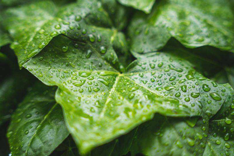 Photograph of plant leaves with rain drops.