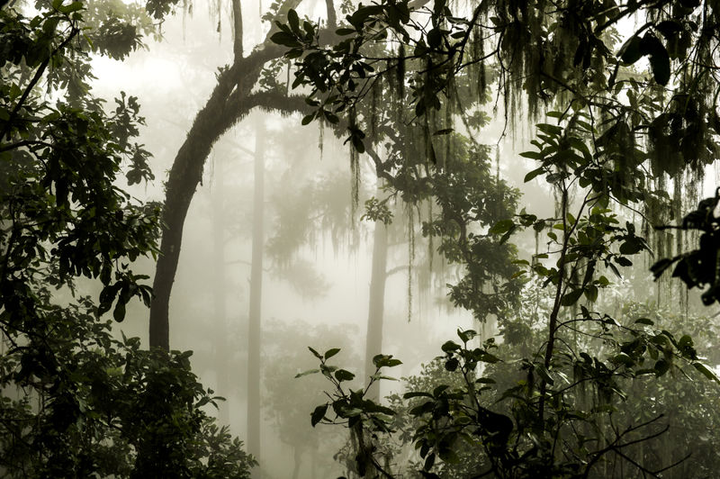 Photograph from a humid rainforest.