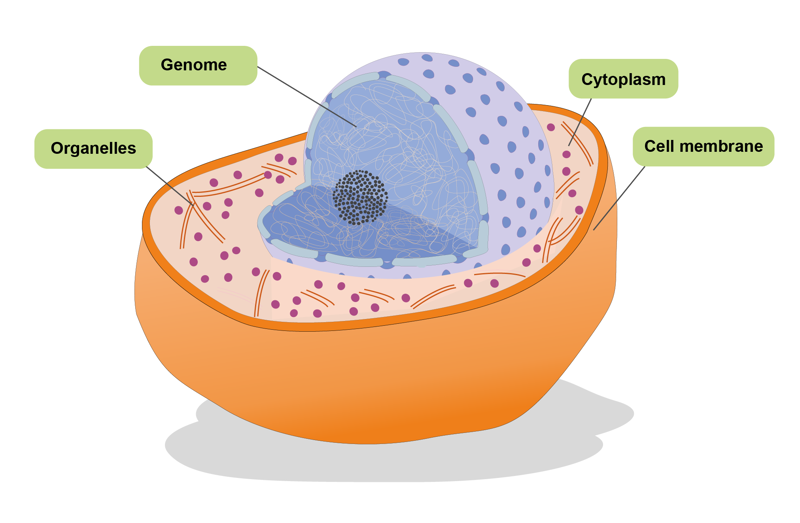 Illustration of a cell with the common characteristics of all cells highlighted. These characteristics include organelles, genome, cytoplasm and a cell membrane.