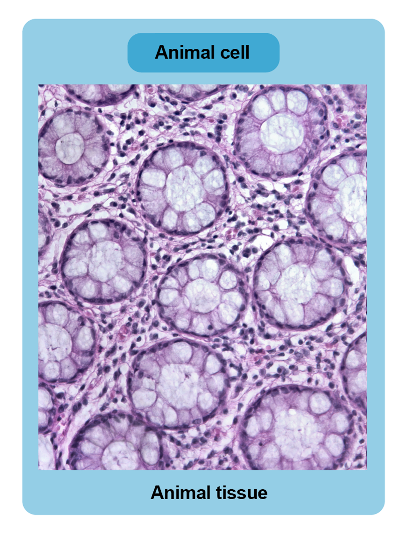 A microscopic image showing animal cells as part of animal tissue.