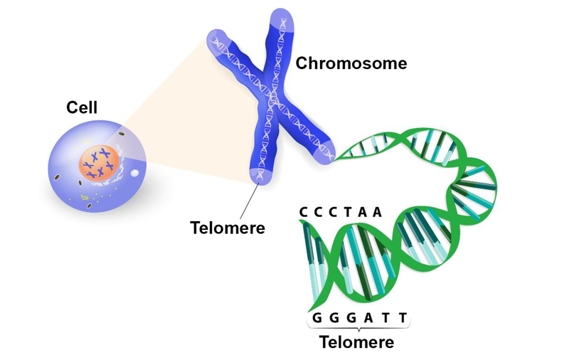 Illustration showing a cell's nucleus, which contains a chromosome made up of DNA. The telomere regions at the end of the chromosomes are highlighted, and the base pair sequence of the telomere section is shown in the DNA strand.